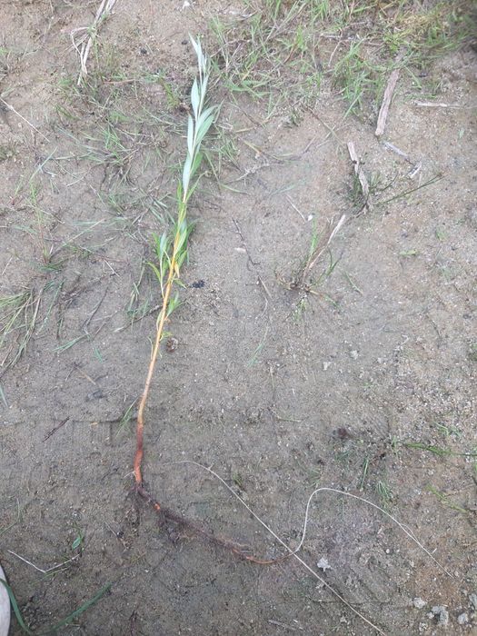 Wierzba pleciona sadzonki tegoroczne