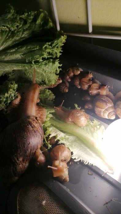 продаются улитки Ахатина