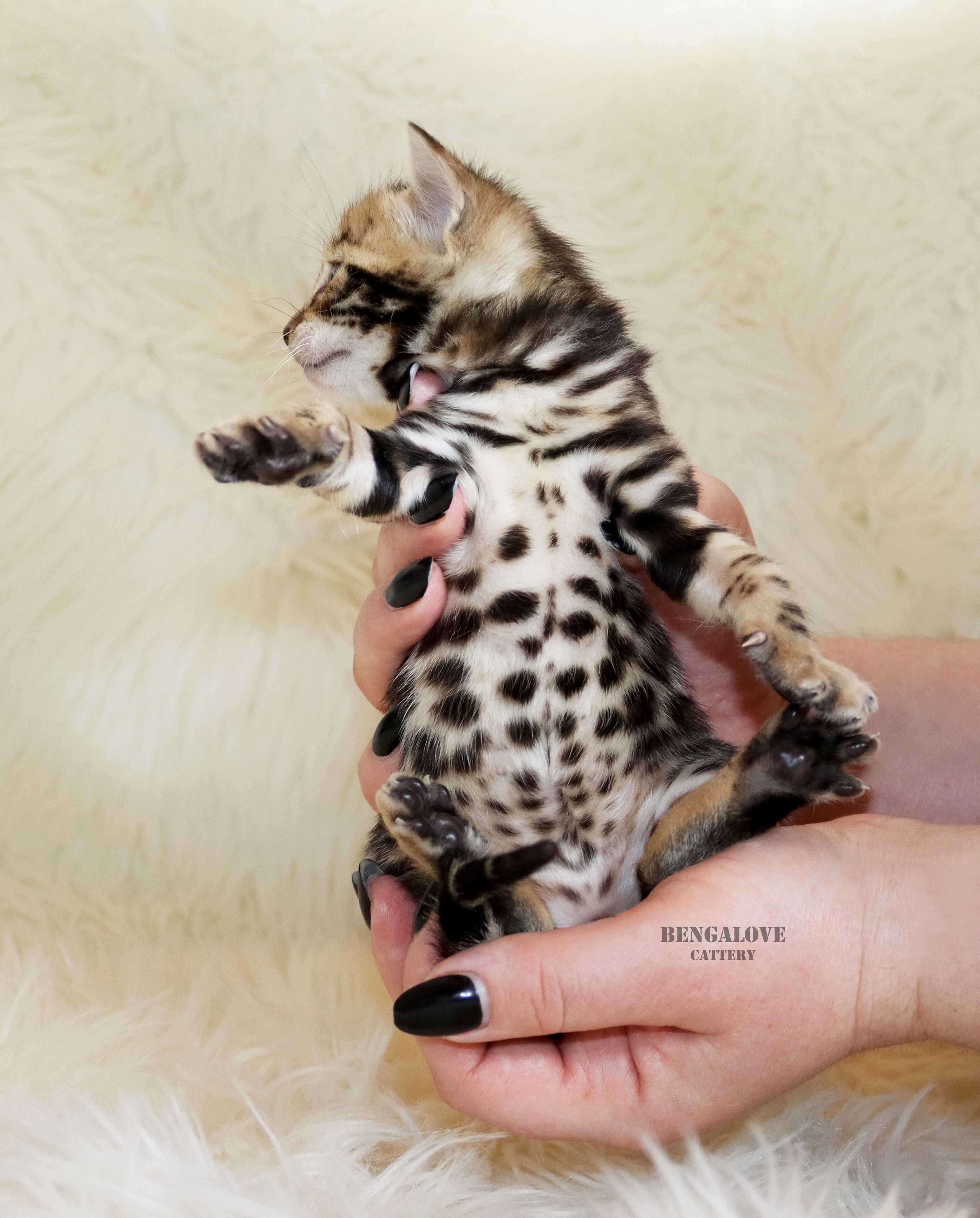 Bengalski chłopak