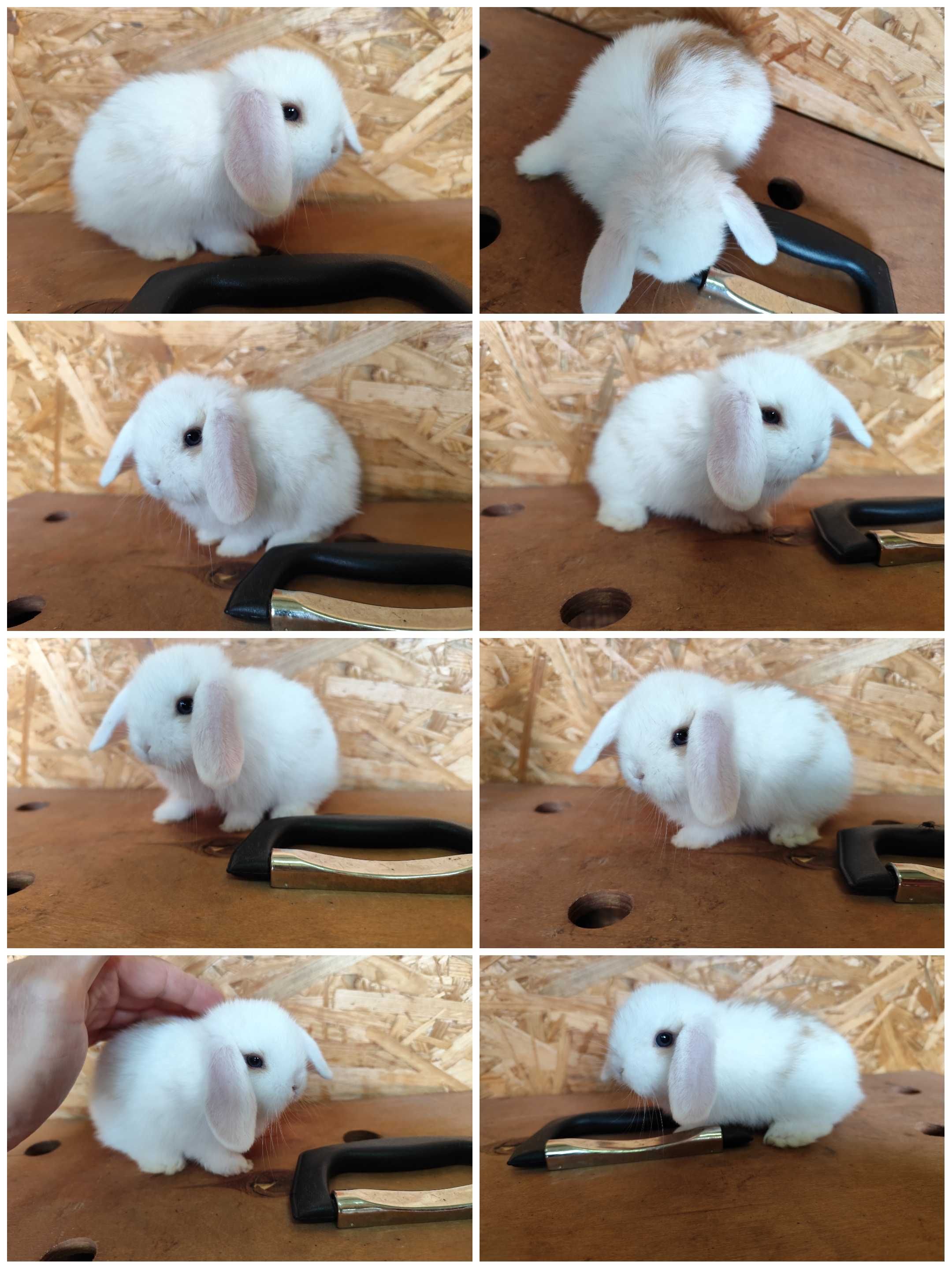 Mini Lop królik karzełek miniaturka rex baranki teddy