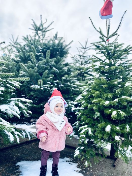 ŻYWE CHOINKI Jodła kaukaska każdy wymiar cięta *z transportem* KRAKÓW