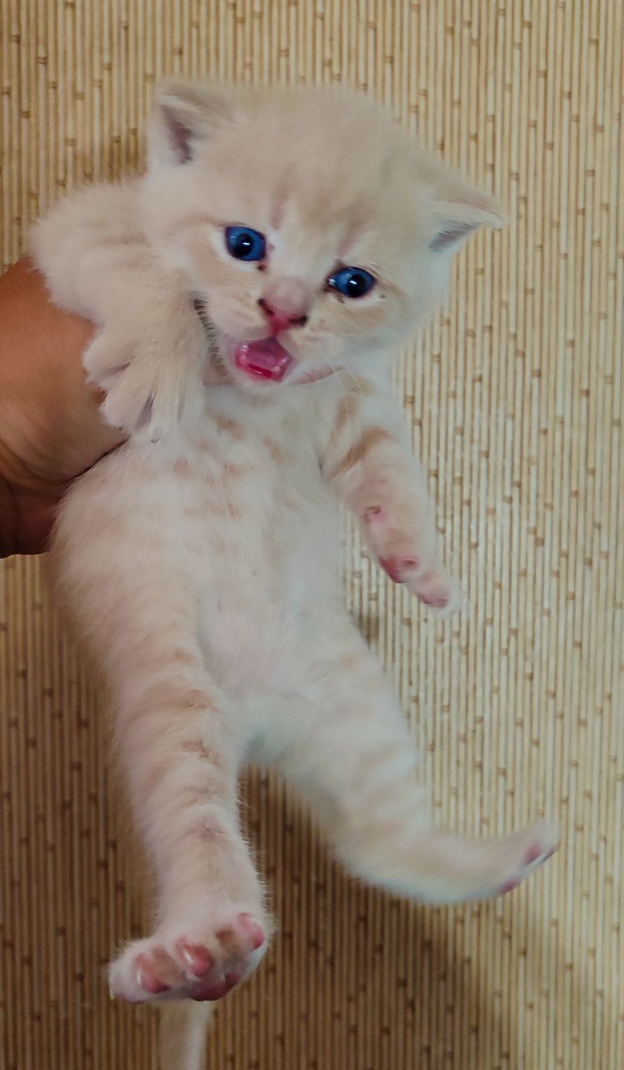 Продам котят Скотіш