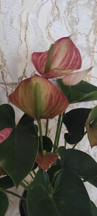 Продам Антуріум Livium