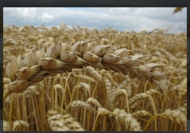 Продам зерно пшениці