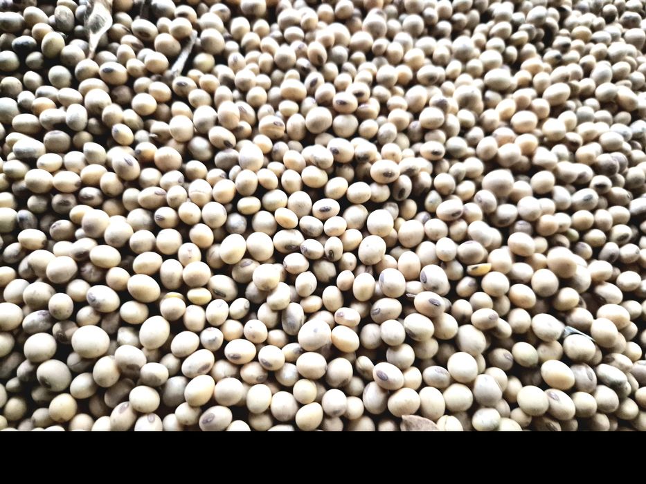 Soja Ambella bardzo wczesna