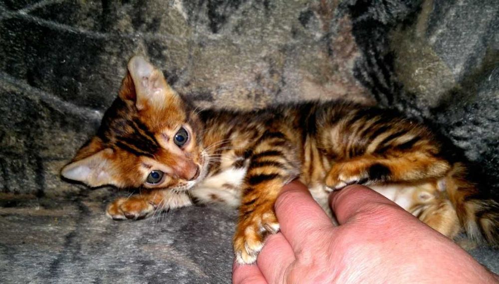 Торг є! Бенгальський хлопчик в золотому BENn24