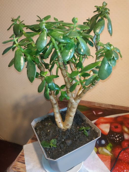 комнат. растен. "Денежное дерево" разных размеров, с горшком -4 года