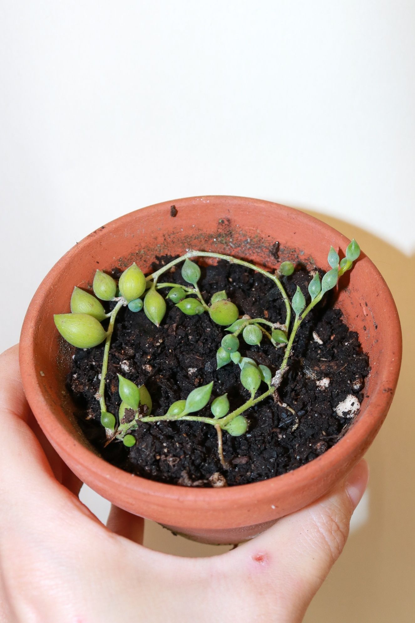 Vendo cactos e suculentas