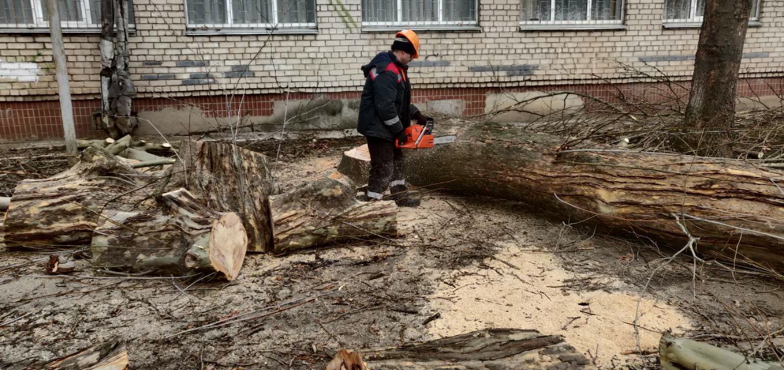 Бесплатный спил деревьев