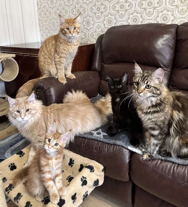 Мейнкуны,разного возраста и окраса с документами,фотооригинал,вналичии