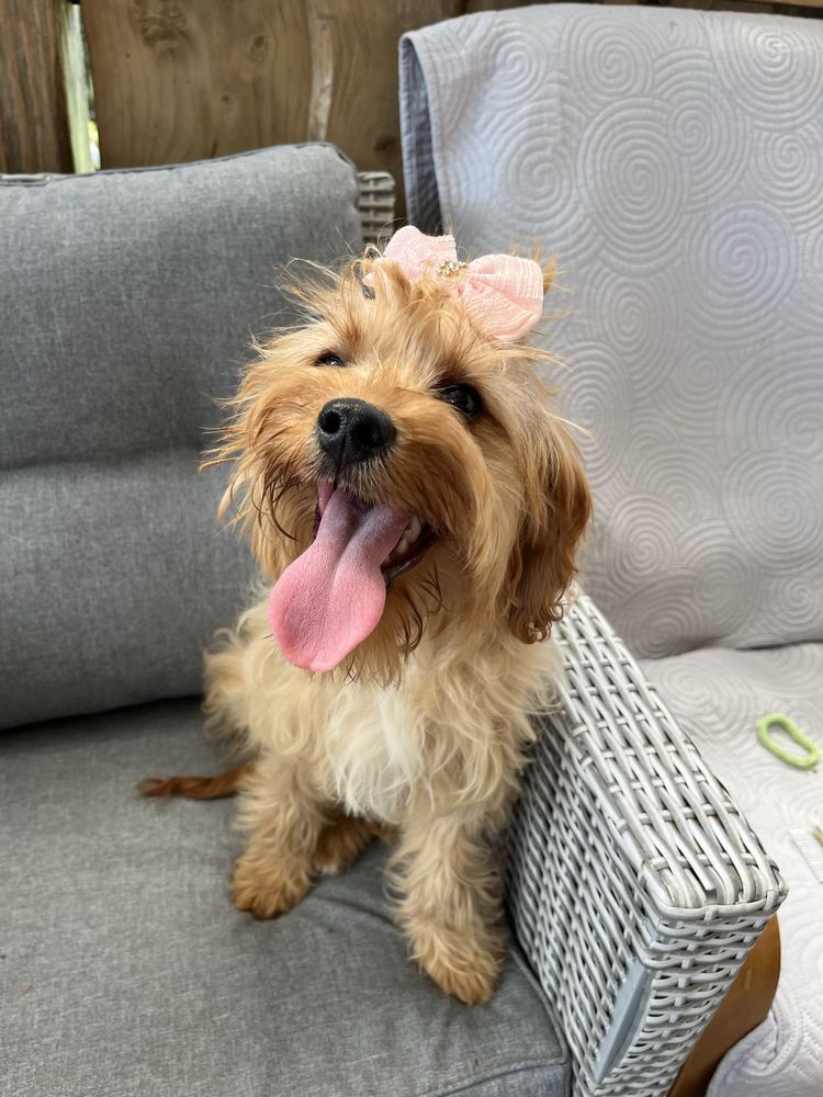 Suczka cavapoo do odbioru