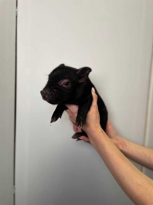 чарівні міні піг для дому, карликова свинка чорна, сіра