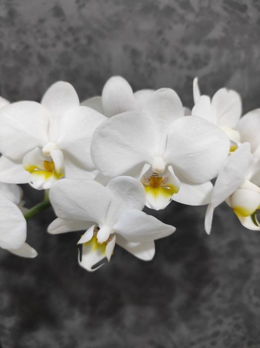 Орхідея біла ,на подарунок