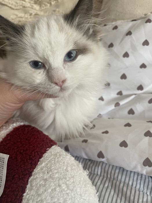 Ragdoll rodzice  FPL  kot kotka seal bicolor