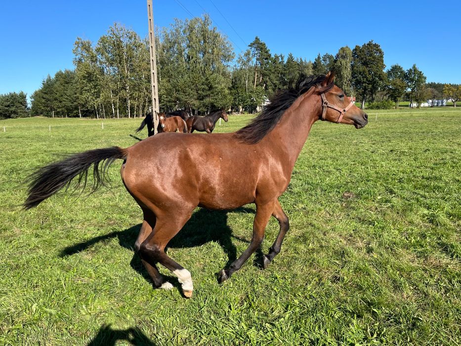 Klaczka arabska urodzona 15.05.2024
