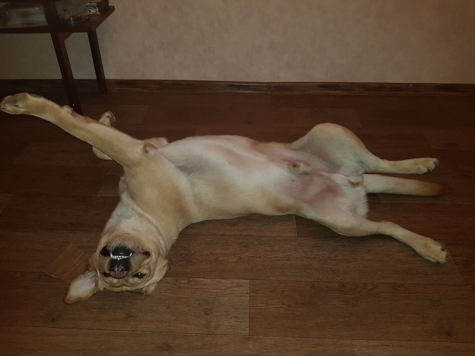 Дрессировка собак Харьков: коррекция, передержка  кошек и собак