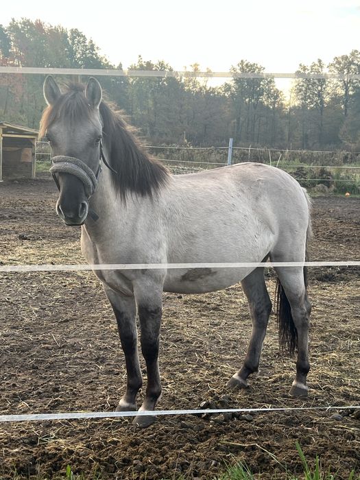 2 wałachy 1 klacz konika polskiego