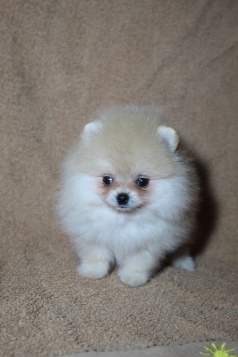 Гарні. Міні і стандарти