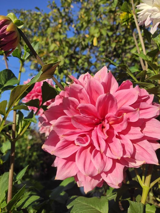 Жоржини /георгіни/ бульби