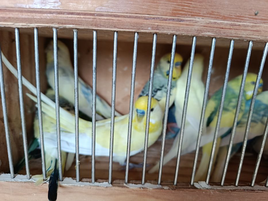 Papugi faliste duże ilości pary lęgowe i młode, papużki faliste