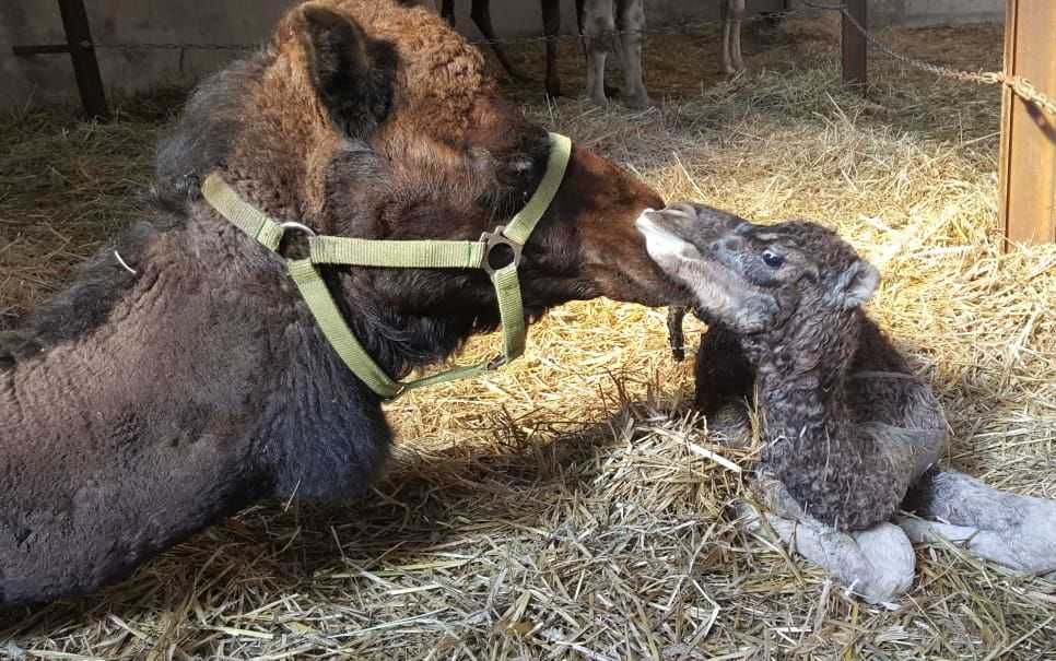 Sprzedam samca wielbłąd jednogarbny dromader samiec camel male