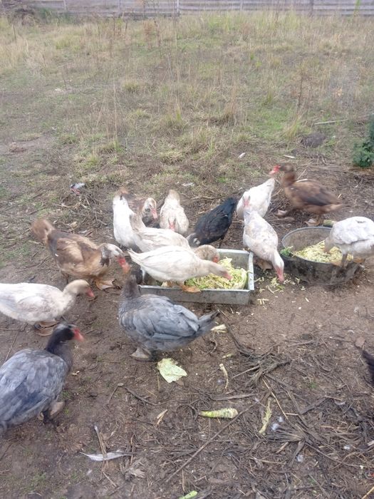 Продам уткі мускусни індоуткі