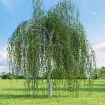 BRZOZA BRODAWKOWATA DUŻA - sadzonki 250 / 350 cm donica  OBSADZENIA