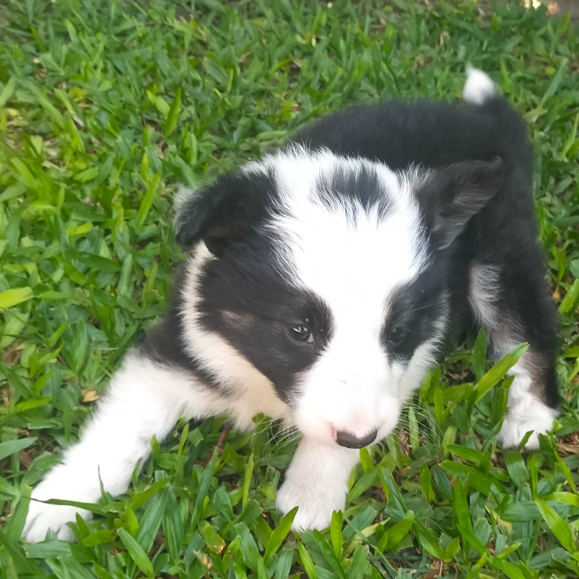 Border collie tricolor fêmea