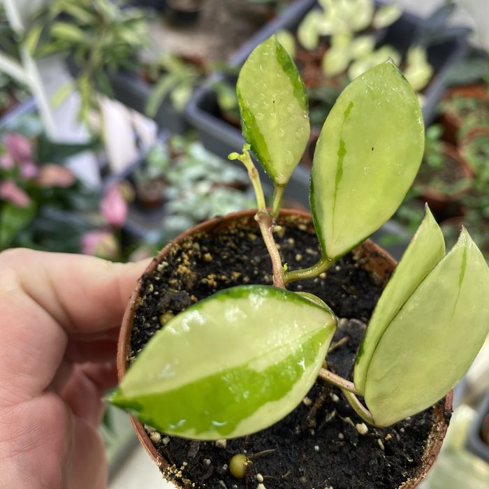 Хойя Hoya walliniana variegata