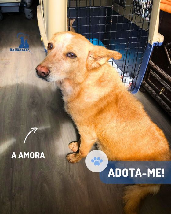 Amora cadela porte medio para adocao