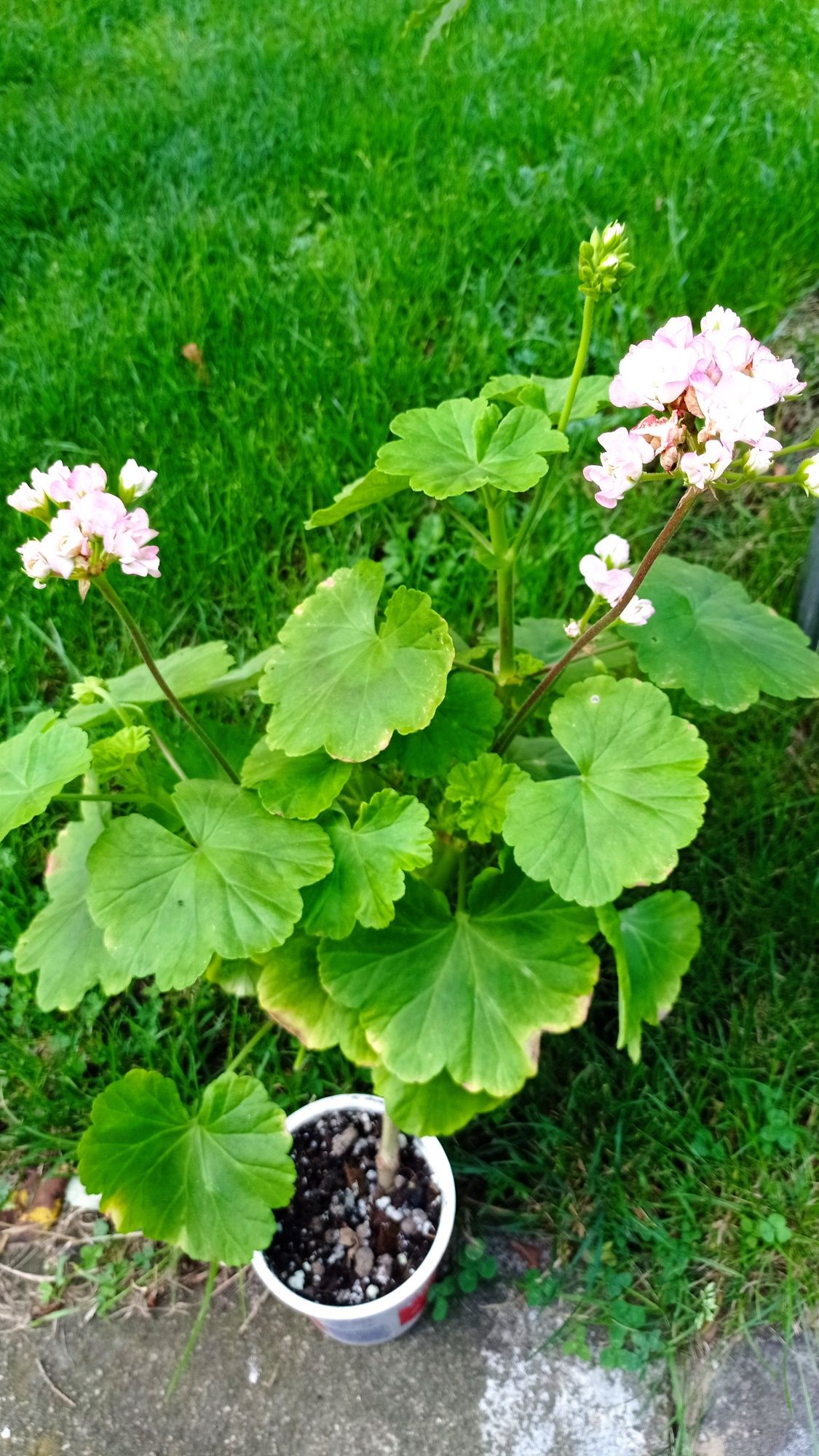 Sprzedam pelargonie
