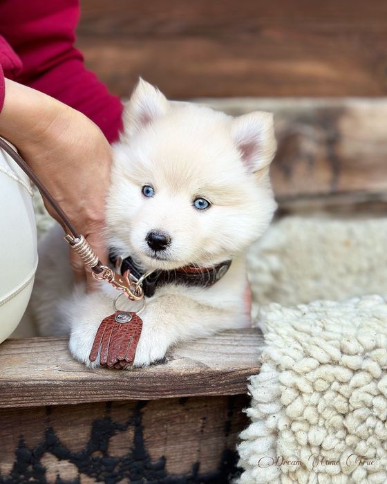 Pomsky ( Mini Husky )