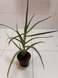 Aloes  leczniczy