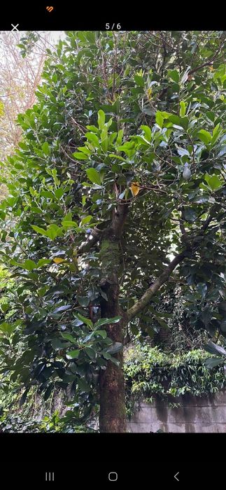 realizo pequenos serviços de jardinagem