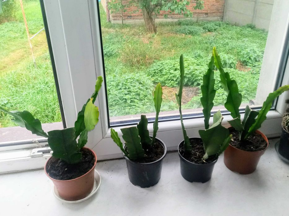 Epfilium, Epiphyllum z czerwonym, różowym i białym kwiatkiem.