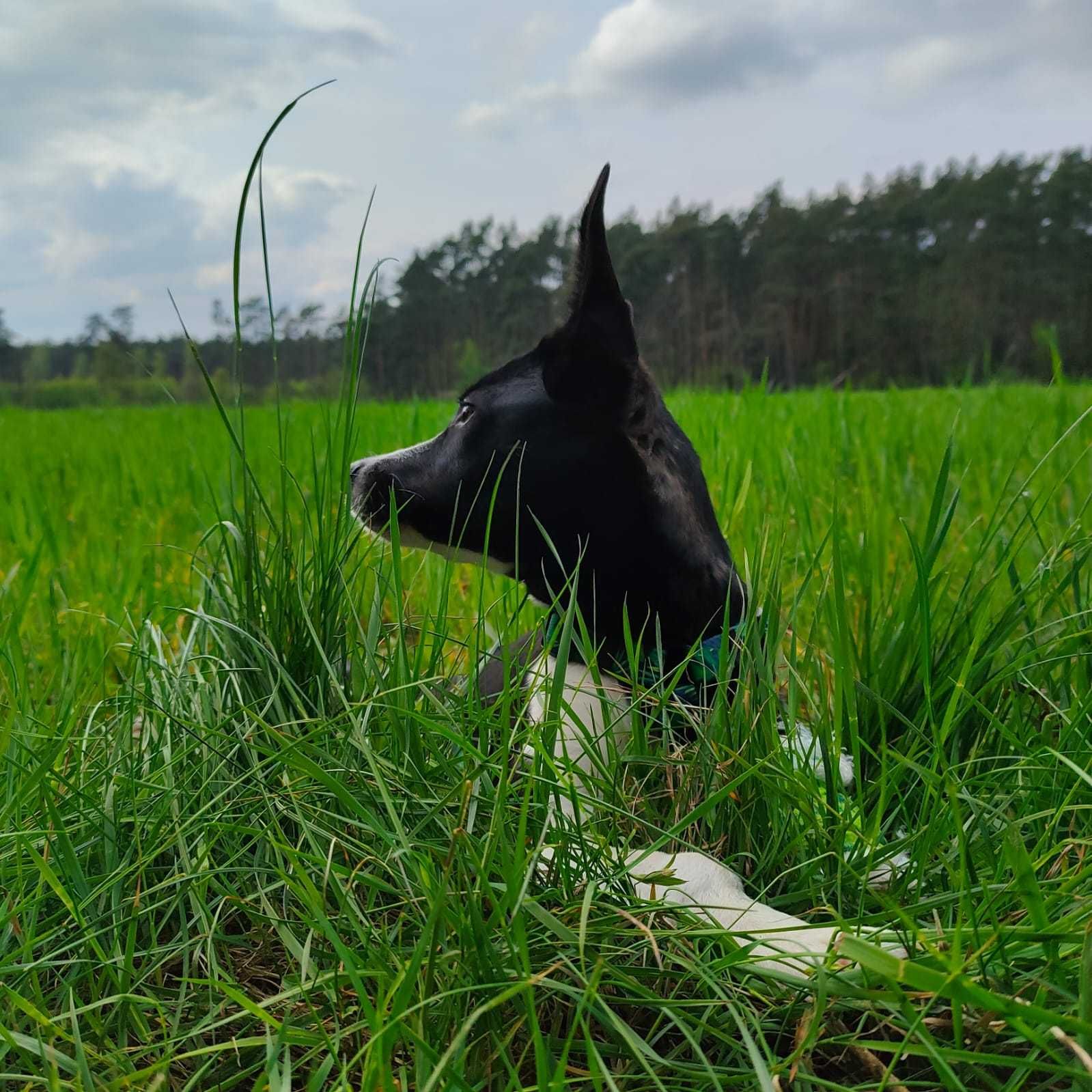 Roczny piesek do ułożenia