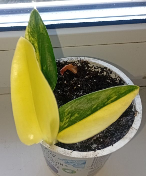 Филодендрон кобра жёлтая и другие неприхотливые..