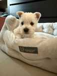 West Terrier malutka sunia