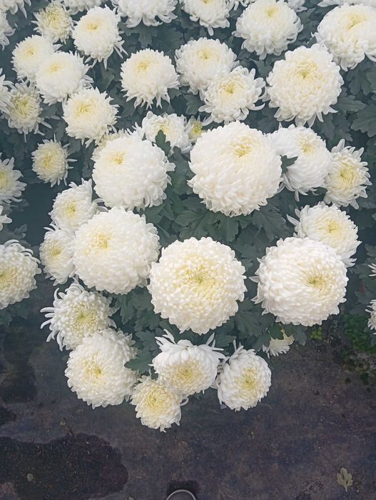 Chryzantemy wielkokwiatowe