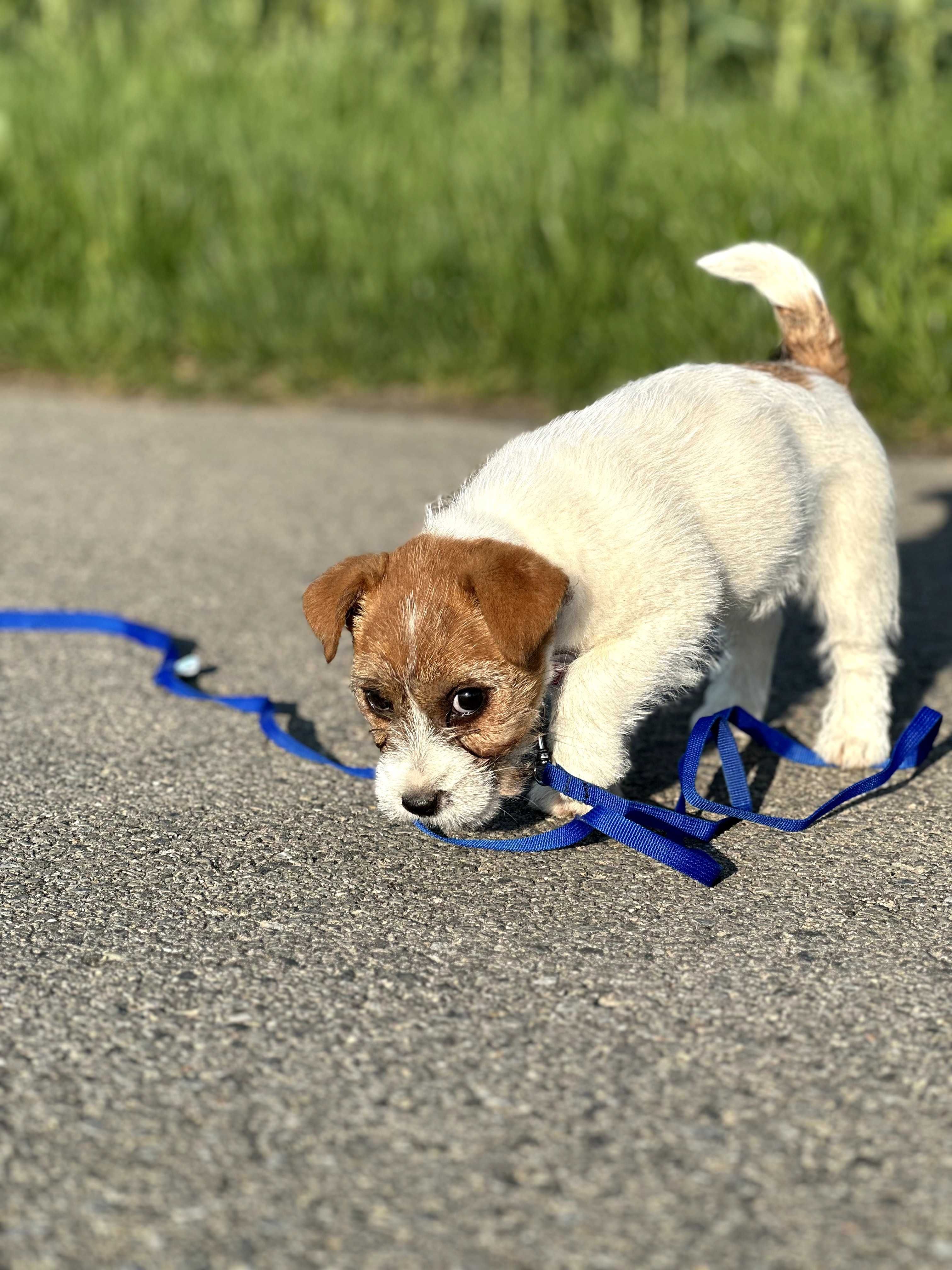 suczka Jack Russell terrier ZKWP/FCI szorstkowłosa