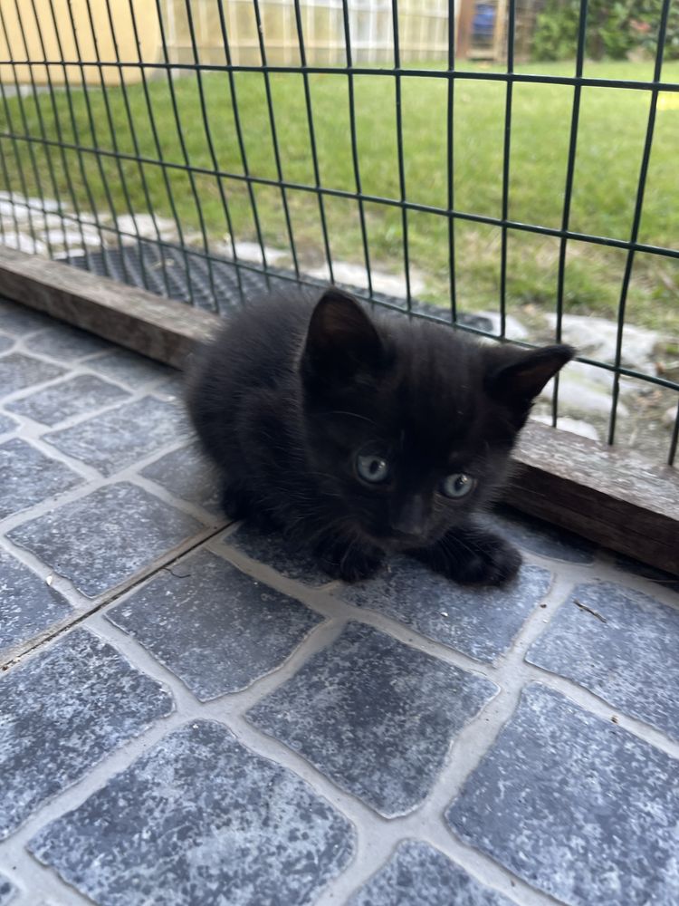 Gatinhos para adopcao