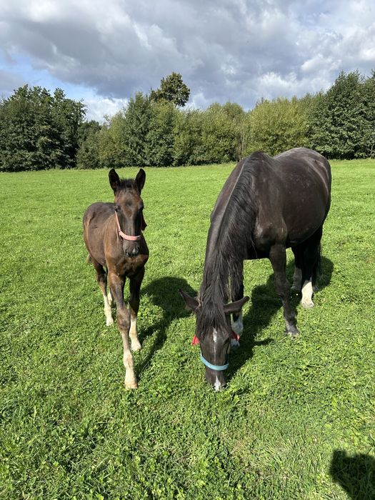Klacz śląska 5 letnia