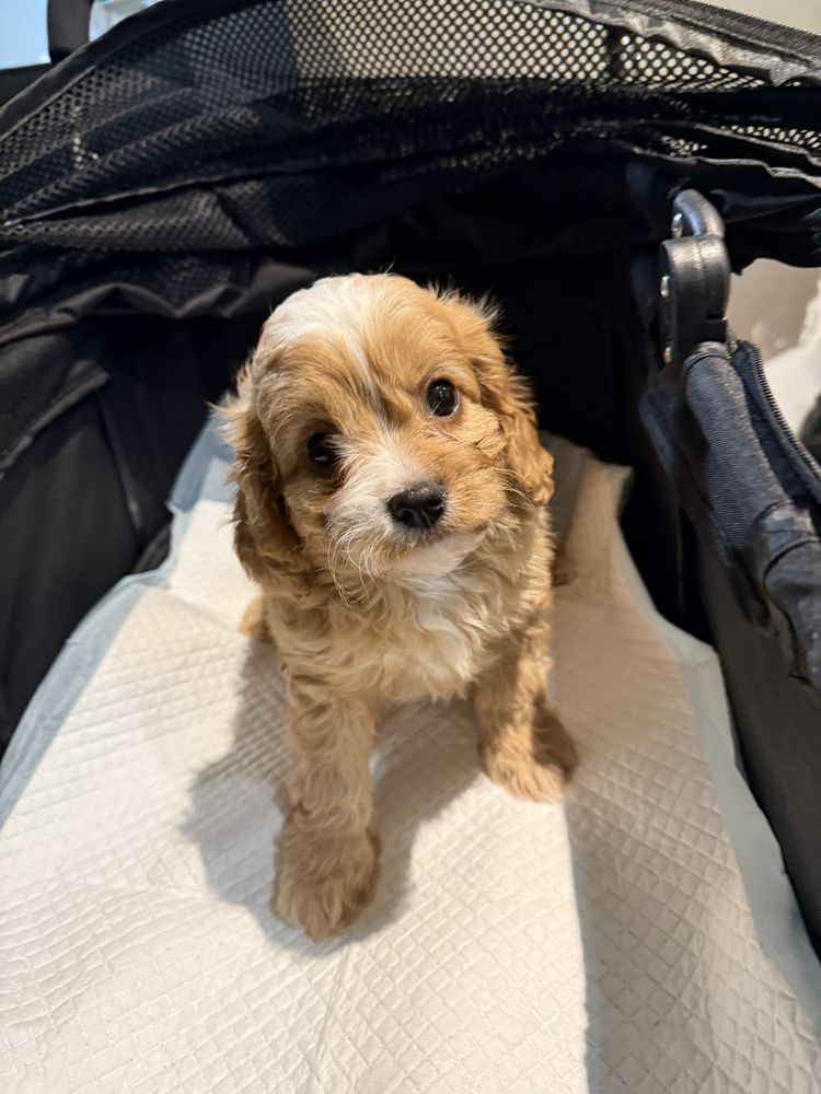 Cavapoo do odbioru