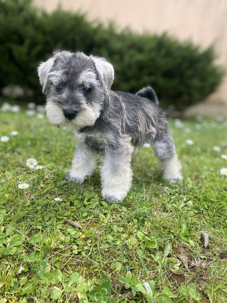 Schnauzer miniatura sal e pimenta