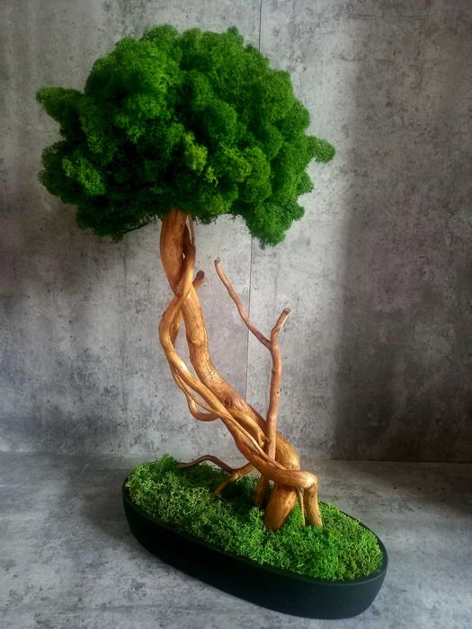 Drzewko bonsai .Mech chrobotek