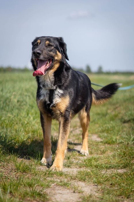 Antek czeka na dom w Schronisku Nadzieja w Napierkach
