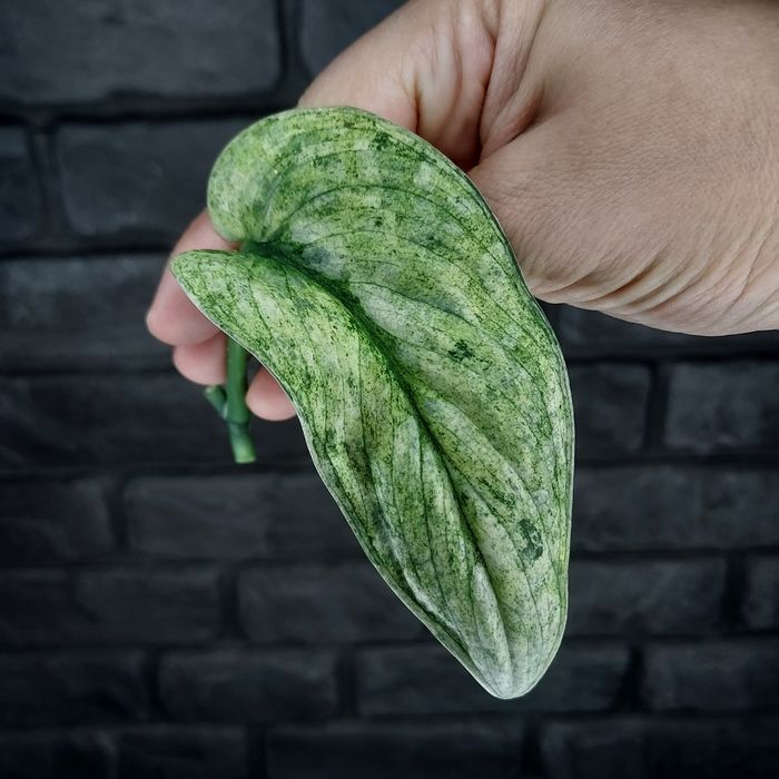 Scindapsus Silver Splash Variegata #1