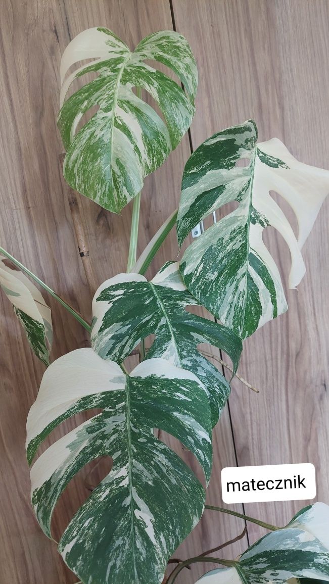 Monstera variegata albo