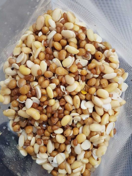 Mix ziaren Soja/Łubin/Pszenica 1 kg GOTOWA zanęta