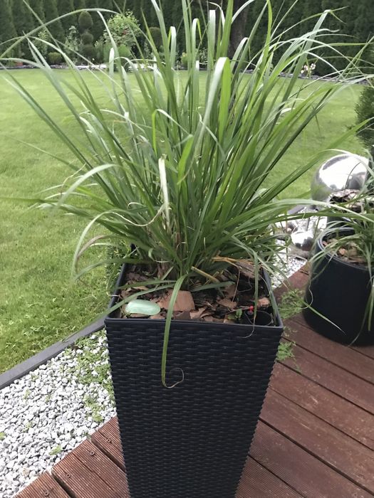 Dorodne Trawy ozdobne w  donicy krótko  przed kwitnięciem